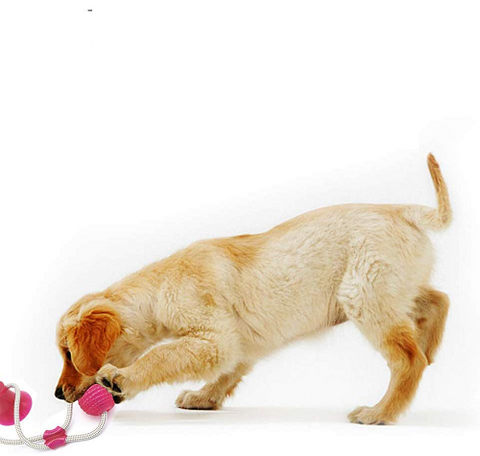 Image of FLEXIBLE PET MOLAR BITE TOY