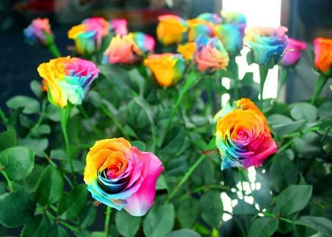 Image of 100 RARE RAINBOW ROSE FLOWER SEEDS WITH GIFT