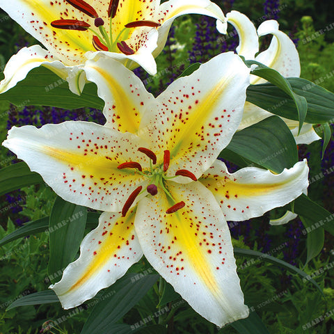 Image of Inspire Uplift Blue Heart