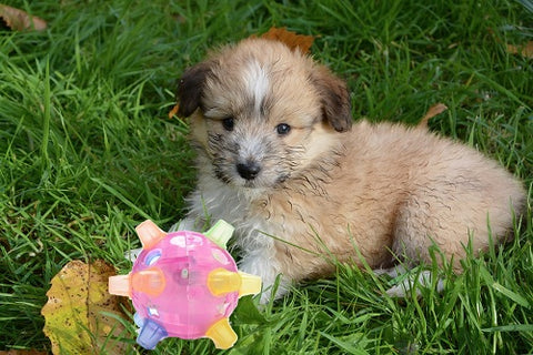 Image of Jumping Activation Ball