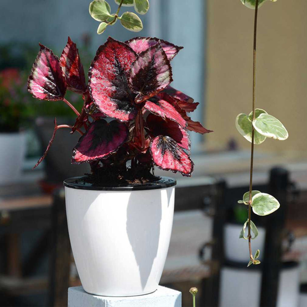 Self Watering Flower Pot (Various Sizes)