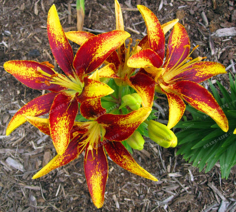 Image of Inspire Uplift Blue Heart