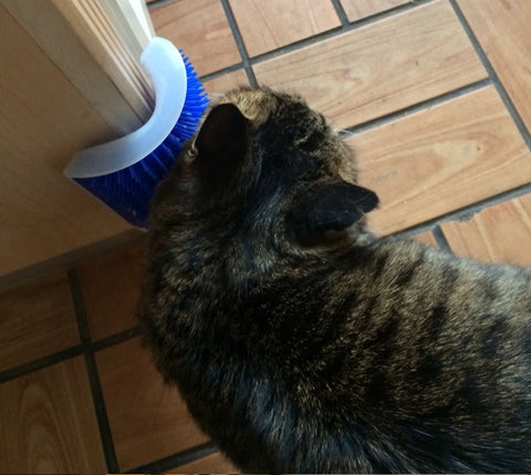 Image of Cat Self-Grooming Brush