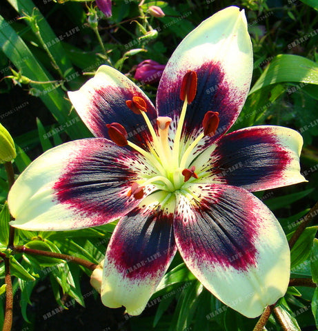 Image of Inspire Uplift Blue Heart