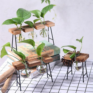 Plant terrarium with wooden stand