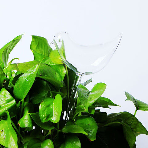 Image of Self-Watering Plant Glass Bulbs(2Pcs)