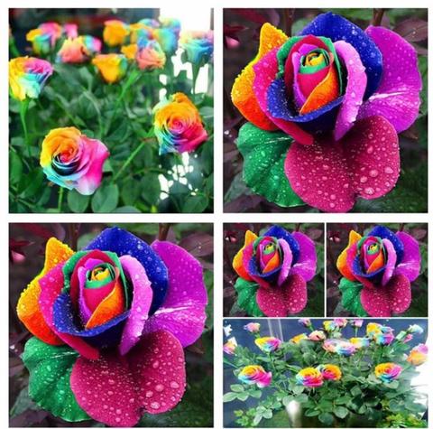 Image of 100 RARE RAINBOW ROSE FLOWER SEEDS WITH GIFT